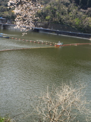 ダムの湖面：サクラ入り