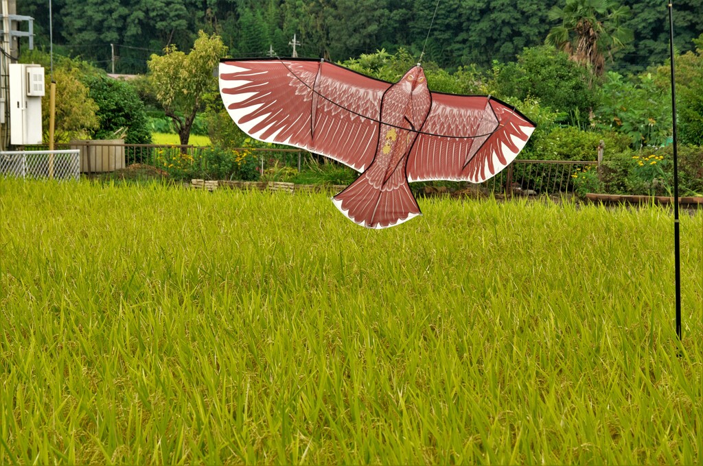 今年の流行物：鳥追い カイト鷹