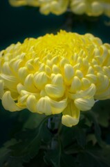 大輪の菊：淡い黄色