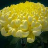 大輪の菊：淡い黄色