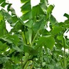 バナナの木：地植え01