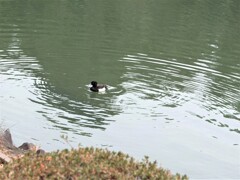 波紋：水鳥すいすい