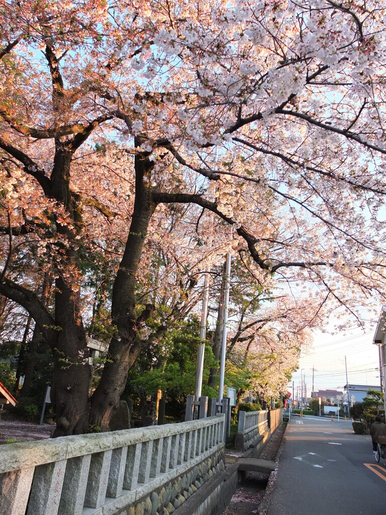 サクラ：今年もそろそろ見納めですかね。