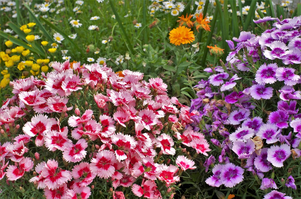 道端の花壇の花たち