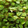 雨上がりの観葉植物