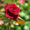 濃い赤バラ