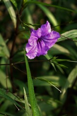 紫色の草花