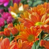 オレンジ色の菊・ピンク色の菊