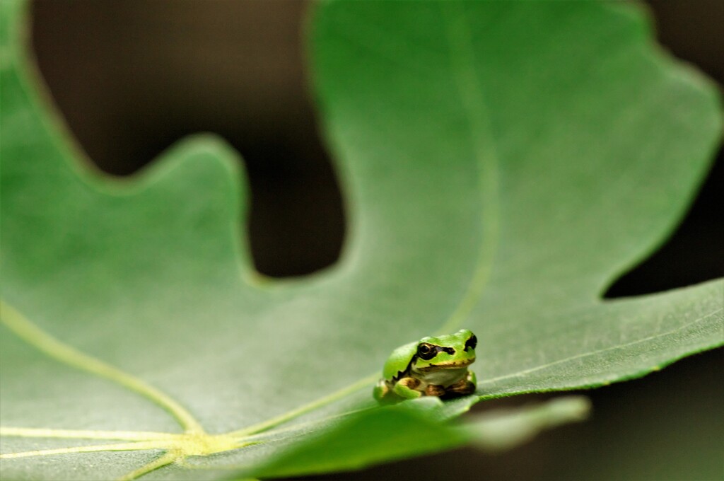 アマガエル：イチジクの葉のうえで