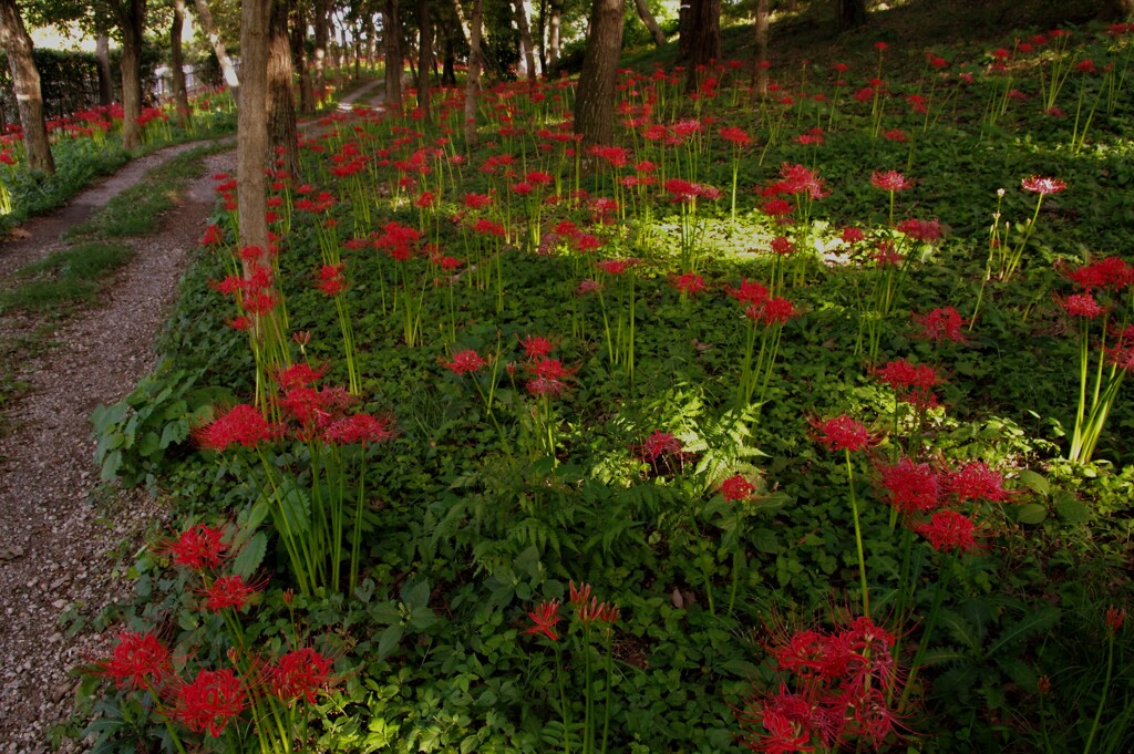 峰山霊園のヒガンバナ_03