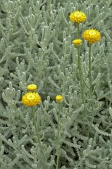 妙な形の花と妙な形の葉を持つ妙な草花。