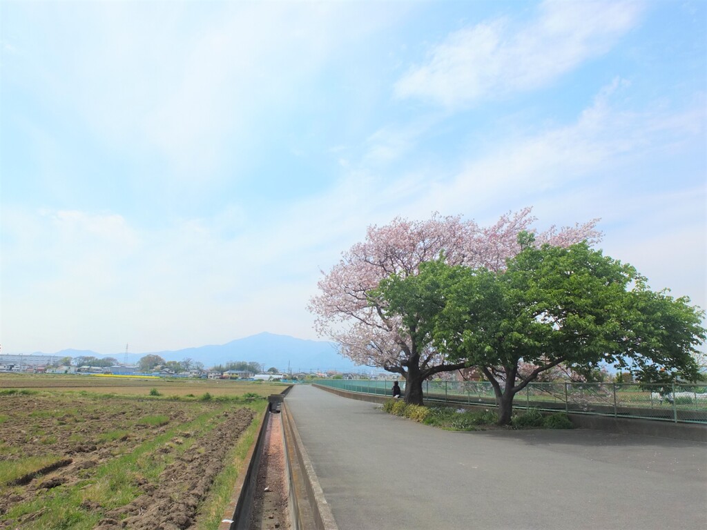 桜と葉桜