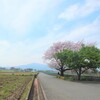 桜と葉桜