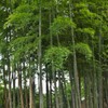 常福寺：竹林　2