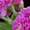 庭の菊。