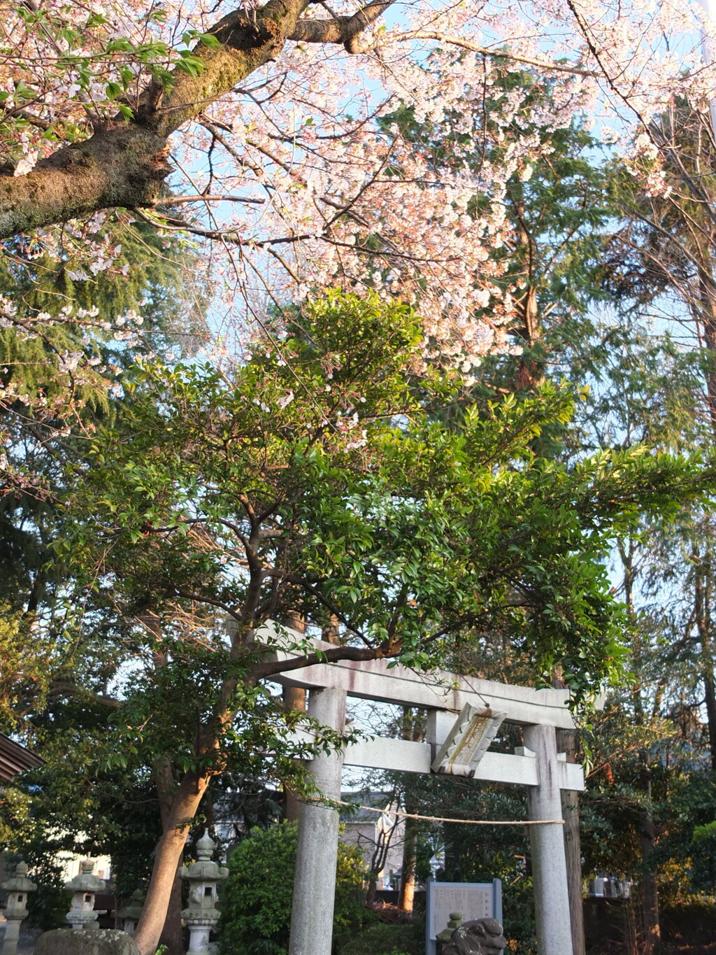 神社のサクラ