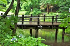 アジサイと木橋