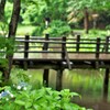 アジサイと木橋