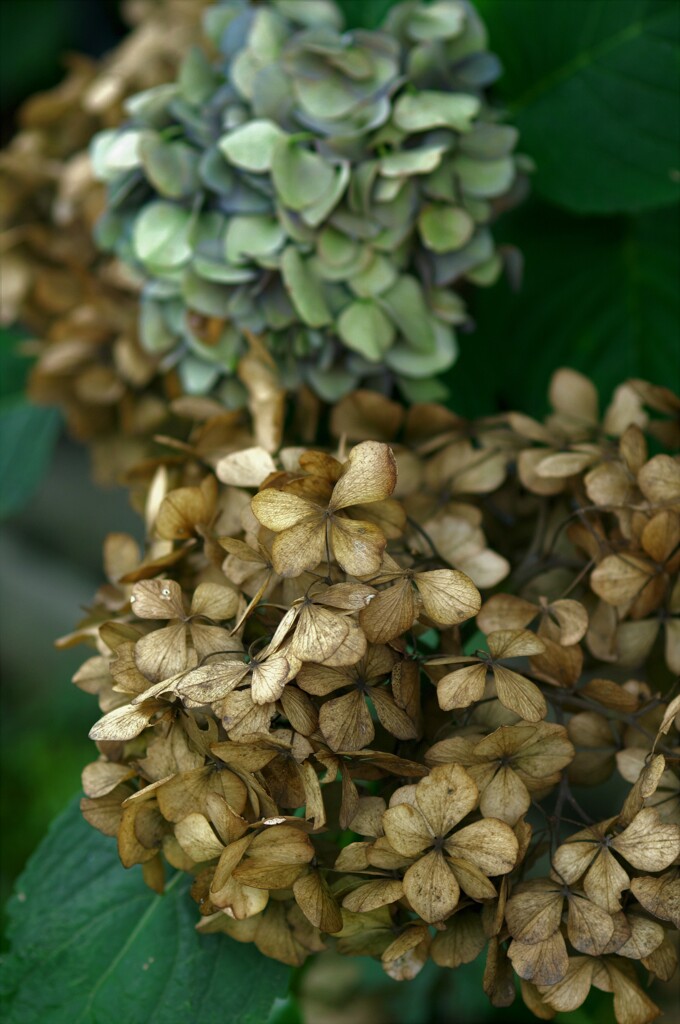 枯れた紫陽花も乙なモノです。