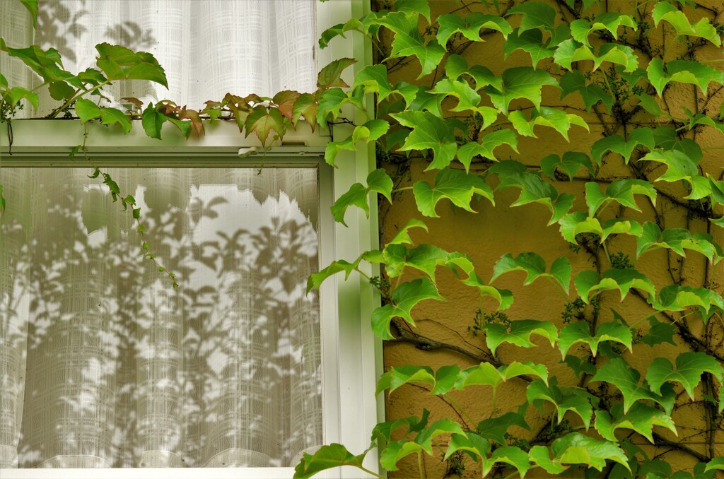 葉の影と窓とカーテン