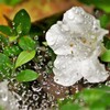 蜘蛛の巣：キラキラ