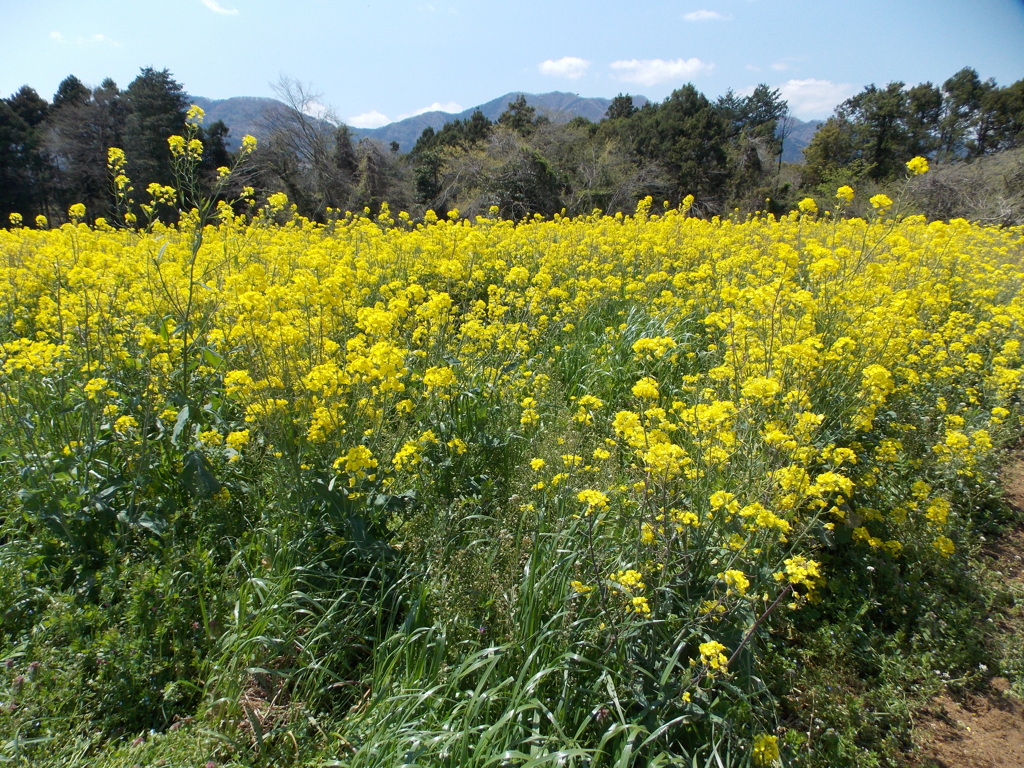 高原の春：菜の花いっぱい