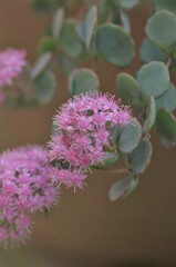 ミセバヤという名の花。