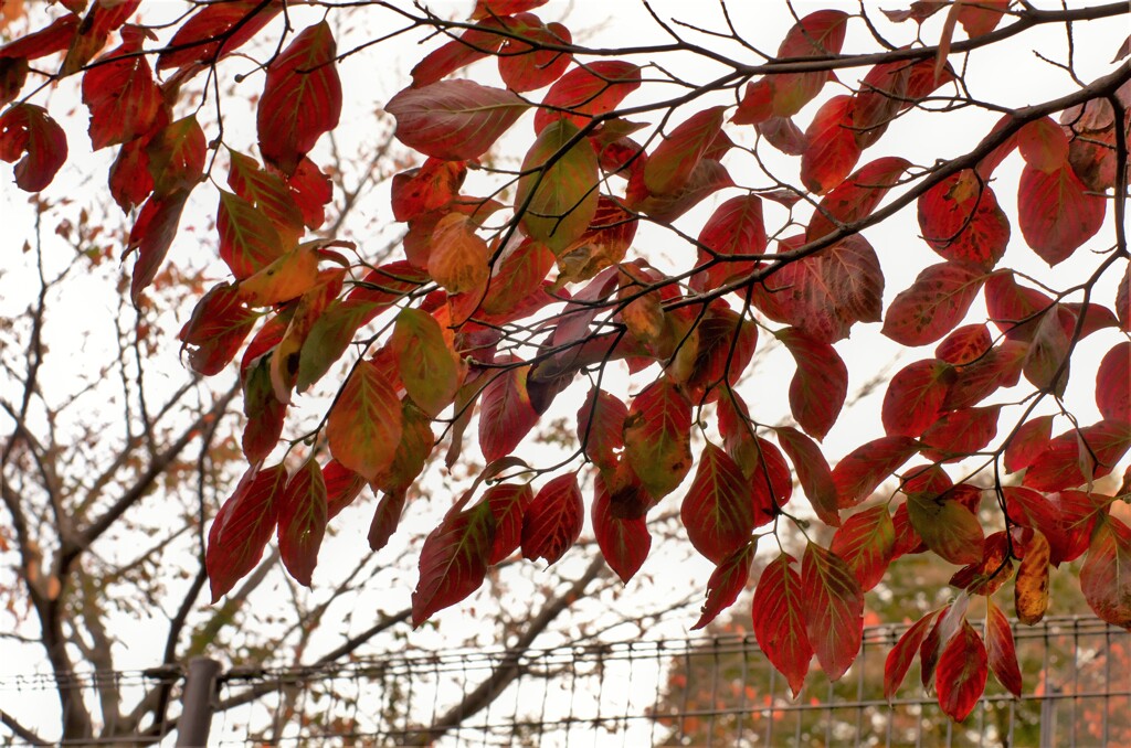 ハナミズキの紅葉
