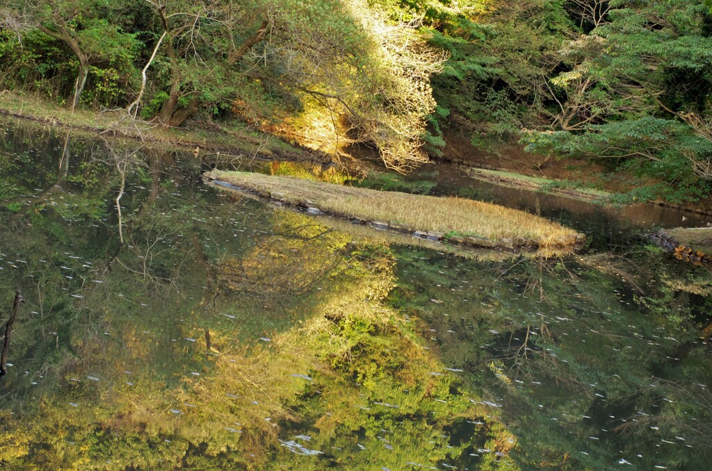 水鳥の池