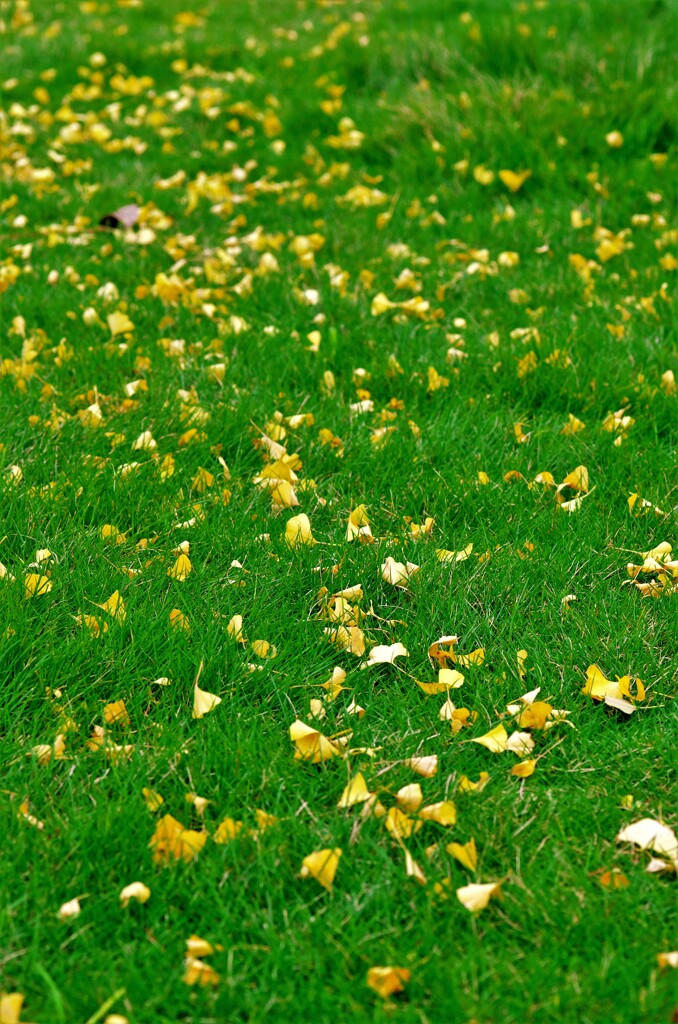 芝生に銀杏の落葉。