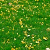 芝生に銀杏の落葉。