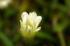 開きかけの花