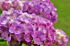 赤紫系：紫陽花
