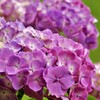 赤紫系：紫陽花