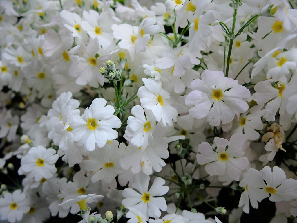 白、白、白の白い花