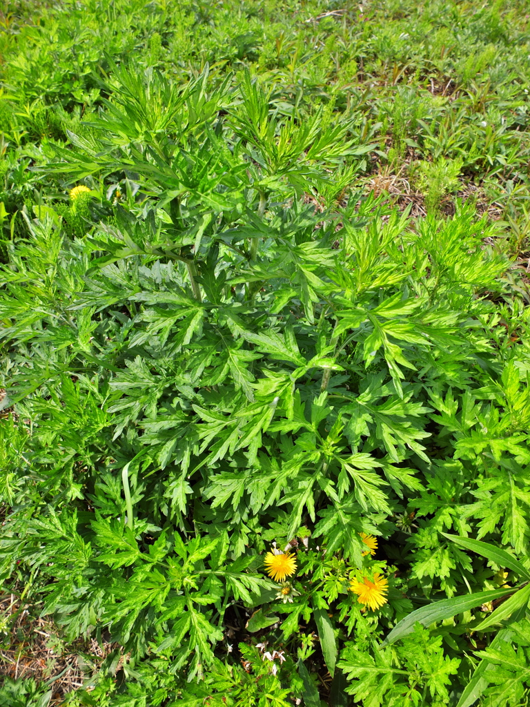 草に埋もれたタンポポ