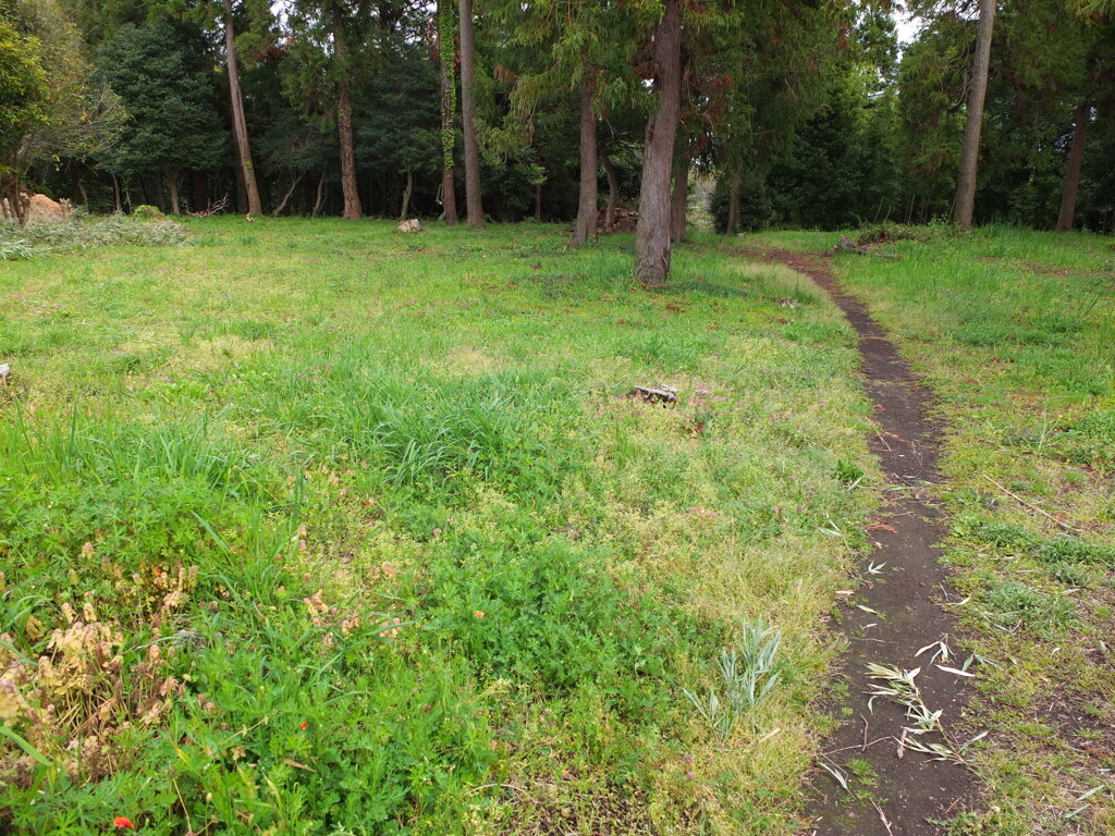 森へとつづく道。