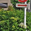 標識、紫陽花に抱きつかれるの巻
