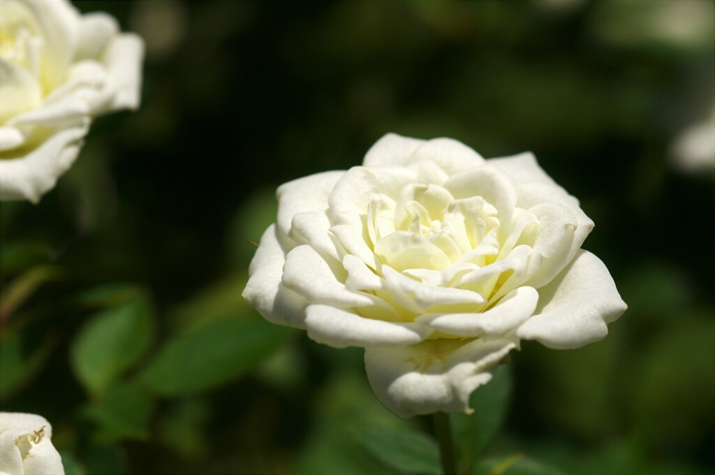 気品ある白いバラ