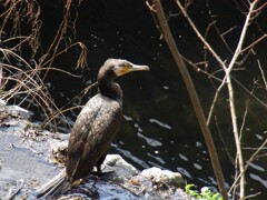 川の嫌われ者。カワウ。