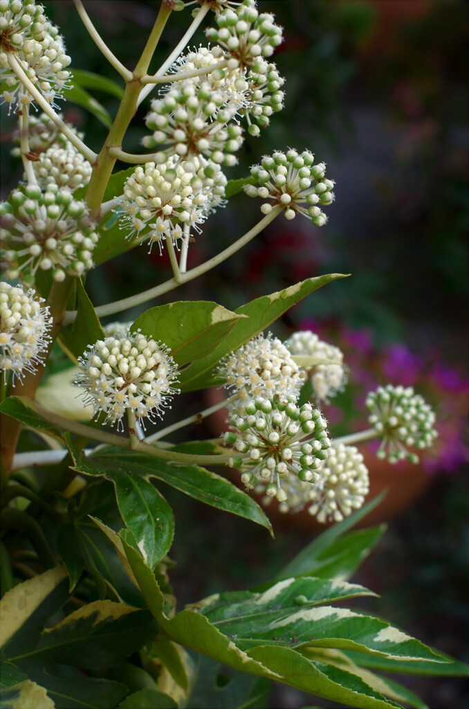 ヤツデの花が咲いていました。
