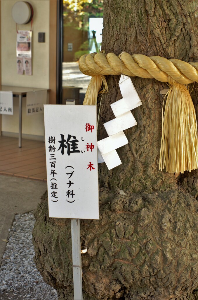 座間神社：御神木