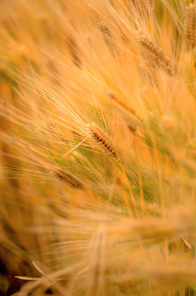 麦の秋に出会いました。