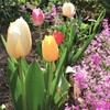 チューリップとサクラ草