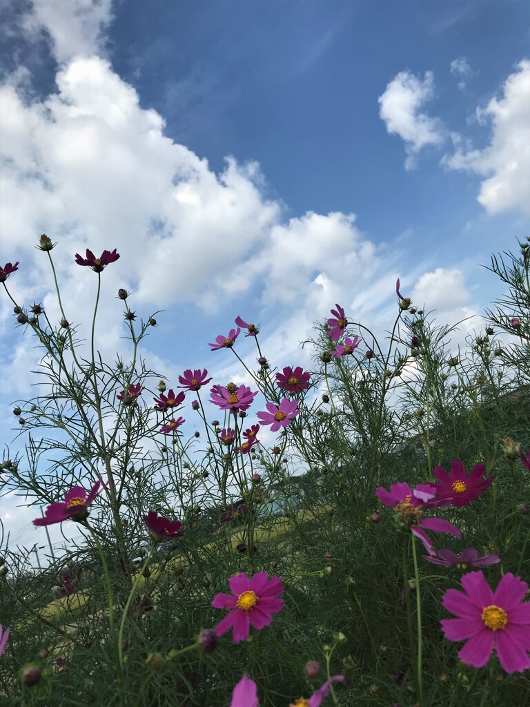 コスモス　秋桜