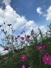 コスモス　秋桜