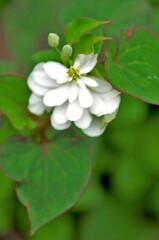 八重のドクダミ。