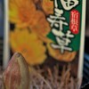 フクジュソウ