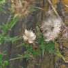 アザミの種