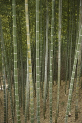竹林：まっすぐに伸びた竹